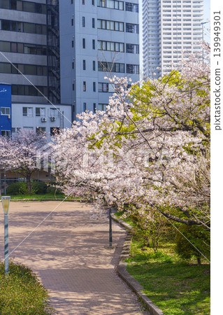 Higashi-Yokobori River Park Cherry blossoms in full bloom (Koraibashi, Chuo-ku, Osaka-shi, Osaka) Higashi-Yokobori River Park Cherry blossoms in full bloom (Koraibashi, Chuo-ku, Osaka-shi, Osaka) 139949301
