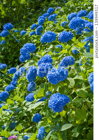 Kyoto Zenbouji Temple Hakusan Sakura Hydrangea Garden Hydrangeas in full bloom Kyoto Zenbouji Temple Hakusan Sakura Hydrangea Garden Hydrangeas in full bloom 139949317