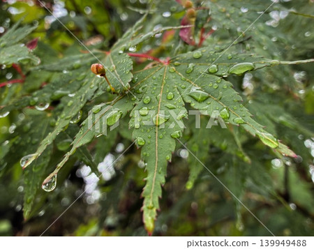 新生的綠色楓葉和被雨水打濕的雨滴。 新生的綠色楓葉和被雨水打濕的雨滴。 139949488