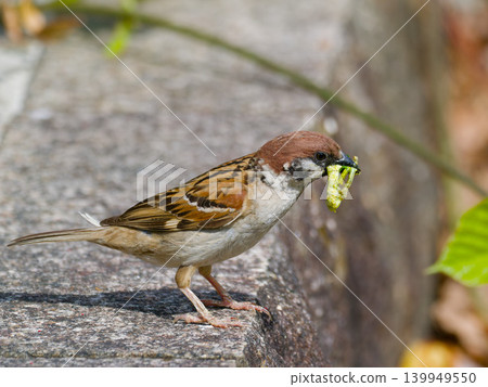 麻雀（成鳥）用喙叼著毛蟲的覓食行為。 139949550