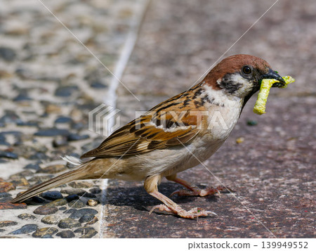 麻雀(成鳥)用喙叼著毛蟲的覓食行為。 麻雀(成鳥)用喙叼著毛蟲的覓食行為。 139949552