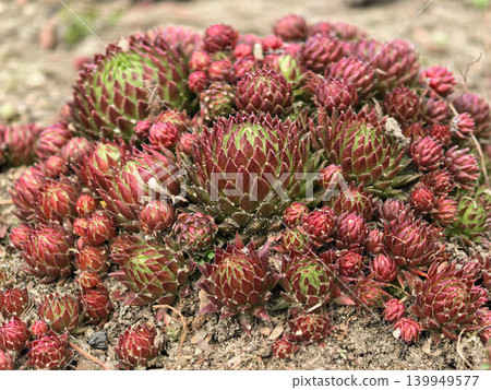 Dense Cluster of Red Sempervivum Succulent Rosettes Growing Together Dense Cluster of Red Sempervivum Succulent Rosettes Growing Together 139949577