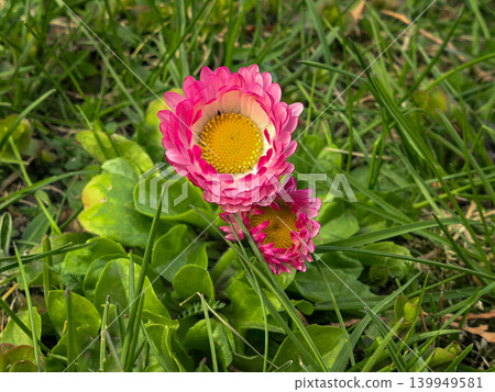Bellis Perennis Dual Pink Daisy Flowers 139949581