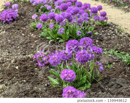 Purple Drumstick Primrose Primula denticulata flowers in spring garden bed Purple Drumstick Primrose Primula denticulata flowers in spring garden bed 139949612