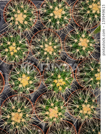 Golden Spined Echinocactus Barrel Cactus Pots Nursery Overhead View Golden Spined Echinocactus Barrel Cactus Pots Nursery Overhead View 139949615