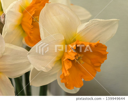 Close Up of White and Orange Narcissus Crown Jewel Daffodil Flowers 139949644