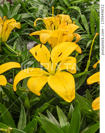 Bright Yellow Asiatic Lily Lilium Flowers Blooming in Summer Garden Bright Yellow Asiatic Lily Lilium Flowers Blooming in Summer Garden 139949652
