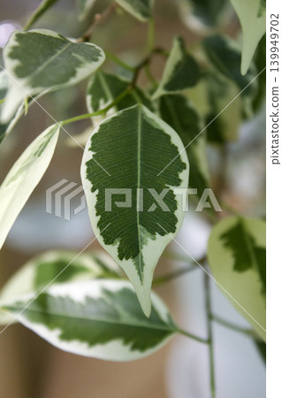 Close-up of patterned benjamin leaves Close-up of patterned benjamin leaves 139949702
