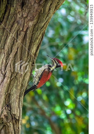 Red-Headed Woodpecker Clinging to Tree Trunk with Black and White Plumage Against Green Bokeh Background 139949915