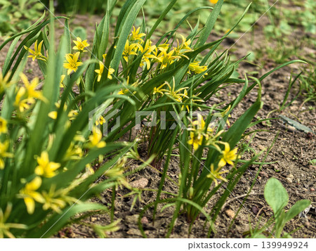Yellow Gagea lutea Star-of-Bethlehem Flowers in Spring 139949924