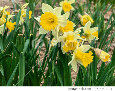 Yellow Trumpet Daffodils Blooming in Spring Garden Yellow Trumpet Daffodils Blooming in Spring Garden 139949925