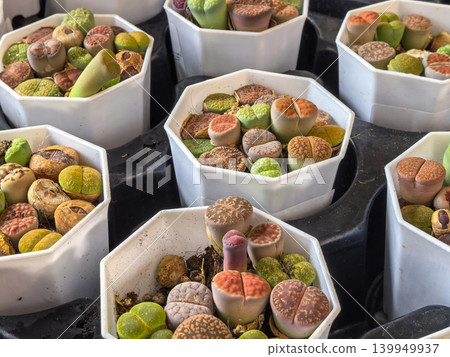 Collection of colorful Lithops living stones in white pots top view Collection of colorful Lithops living stones in white pots top view 139949937