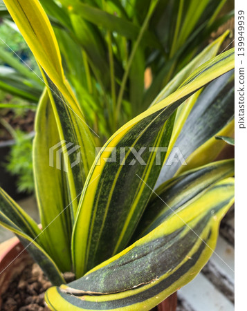 Sansevieria snake plant with yellow edged green leaves potted houseplant Sansevieria snake plant with yellow edged green leaves potted houseplant 139949939