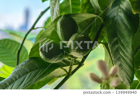 Green unripe lemons and buds on citrus tree branch with city background Green unripe lemons and buds on citrus tree branch with city background 139949940