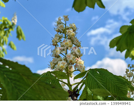 Horse chestnut tree blossom candle against bright blue spring sky 139949941