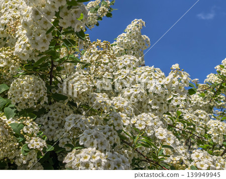 White spiraea bush in full bloom against clear blue sky in spring White spiraea bush in full bloom against clear blue sky in spring 139949945