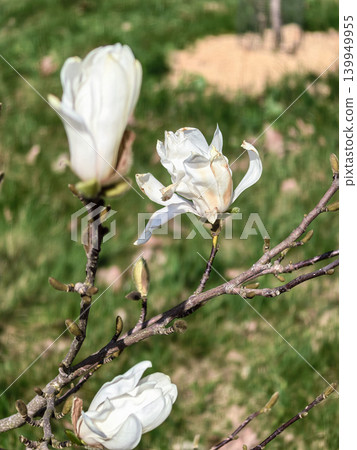 Spring Magnolia Stellata Royal Star Flowers on Branch Spring Magnolia Stellata Royal Star Flowers on Branch 139949955
