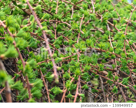 Dense Fresh Green Needle Clusters of Weeping Larch Larix decidua 139949957