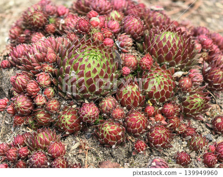 Macro Close Up of Sempervivum Succulent Rosette Texture Macro Close Up of Sempervivum Succulent Rosette Texture 139949960