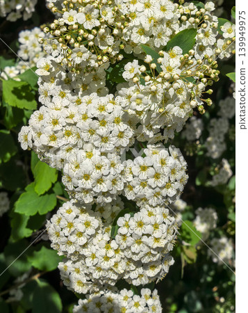 Close up of white spiraea flower clusters with green foliage in sunlight 139949975