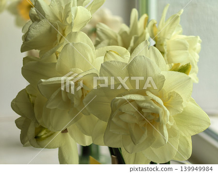 Elegant Bouquet of Narcissus Obdam White Double Daffodils Indoors Elegant Bouquet of Narcissus Obdam White Double Daffodils Indoors 139949984
