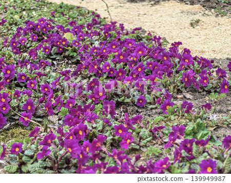Deep Purple Primrose Flowers Primula pruhoniciana in Spring Garden Deep Purple Primrose Flowers Primula pruhoniciana in Spring Garden 139949987