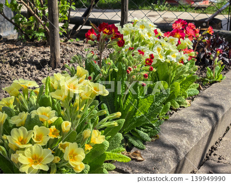 Primula Vulgaris Yellow Red Primrose Row Spring Sunny Garden Bed Primula Vulgaris Yellow Red Primrose Row Spring Sunny Garden Bed 139949990