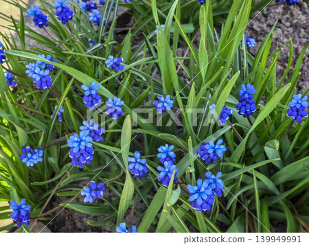 Muscari Armeniacum Blue Grape Hyacinth Overhead Spring Garden View Muscari Armeniacum Blue Grape Hyacinth Overhead Spring Garden View 139949991