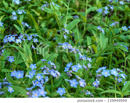 Blue forget me not flowers blooming in lush green spring garden 139949999