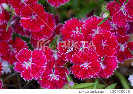 紅色Nadesico花 紅色Nadesico花 139950036