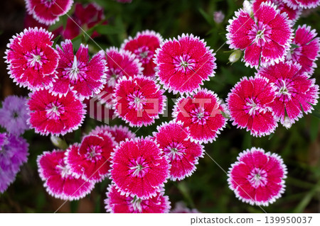 Red flower Red flower 139950037