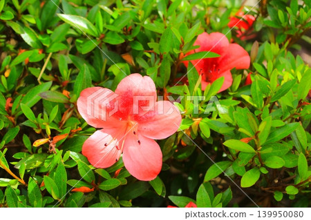 杜鵑花的小紅花瓣盛開得真美。 杜鵑花的小紅花瓣盛開得真美。 139950080