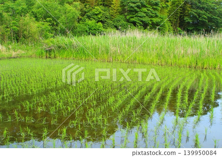 Rice paddy after rice planting Rice paddy after rice planting 139950084