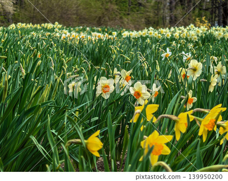 Scenic Field of Daffodils Blooming in Spring Scenic Field of Daffodils Blooming in Spring 139950200