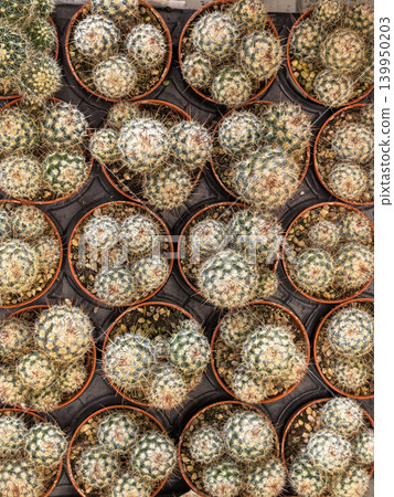 Mammillaria cactus plants in pots arranged in nursery display tray Mammillaria cactus plants in pots arranged in nursery display tray 139950203
