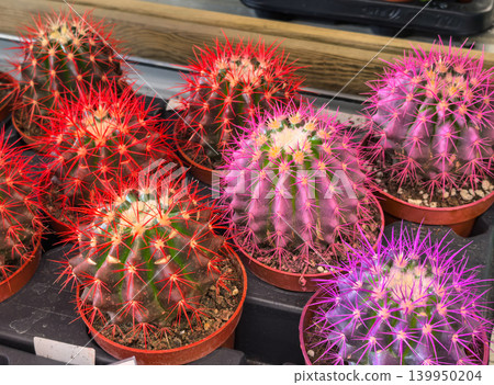 Red and purple spined cacti in terracotta pots at plant nursery closeup Red and purple spined cacti in terracotta pots at plant nursery closeup 139950204