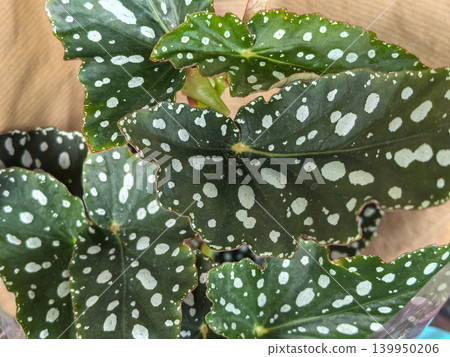 Polka dot Begonia maculata leaves with silver spots closeup tropical plant 139950206