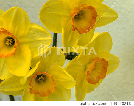 Beautiful Cluster of Blooming Narcissus Aranjuez Spring Flowers 139950218