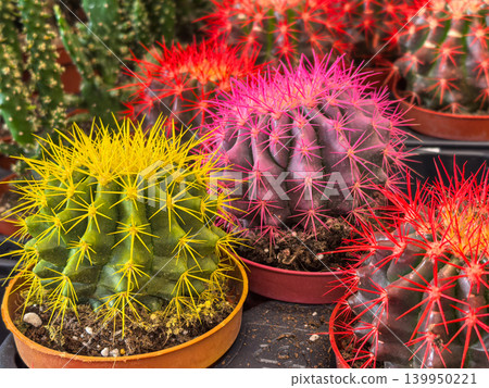 Yellow pink and red spined barrel cacti collection in pots at nursery Yellow pink and red spined barrel cacti collection in pots at nursery 139950221