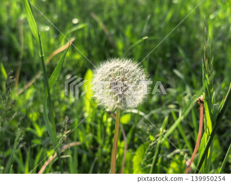 Dandelion Seed Head in Green Grass Meadow at Sunset Dandelion Seed Head in Green Grass Meadow at Sunset 139950254
