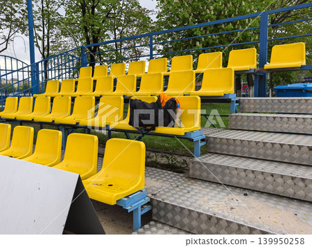 Yellow Plastic Seats on Sports Stadium Bleachers Close Up Yellow Plastic Seats on Sports Stadium Bleachers Close Up 139950258