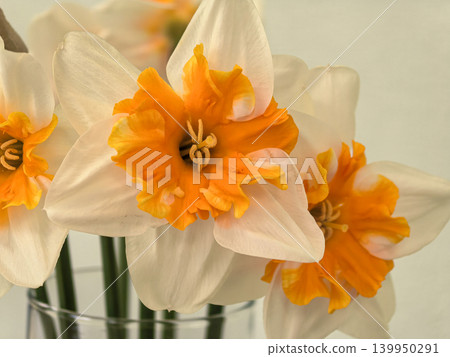 Narcissus Pomeranza White and Orange Daffodil Bouquet in Glass Vase Narcissus Pomeranza White and Orange Daffodil Bouquet in Glass Vase 139950291