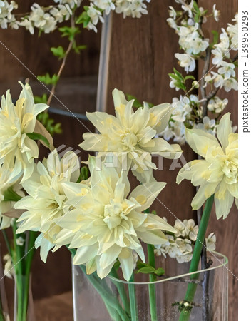 Close Up of White Narcissus Snowball Flowers Close Up of White Narcissus Snowball Flowers 139950293