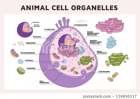 Animal cell organelles. Hyalo plasma, cellular structures, microsystem in section, medical or biological diagram, educational infographics banner and poster design, garish vector concept Animal cell organelles. Hyalo plasma, cellular structures, microsystem in section, medical or biological diagram, educational infographics banner and poster design, garish vector concept 139950317