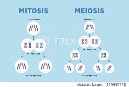 Cell division mitosis meiosis. Scientific and educational infographics, chromosome spiralization, genetic information banner, separation steps posters design, garish vector isolated concept Cell division mitosis meiosis. Scientific and educational infographics, chromosome spiralization, genetic information banner, separation steps posters design, garish vector isolated concept 139950338
