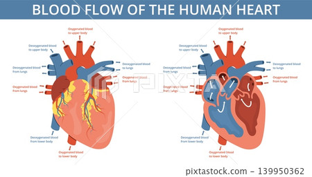 Heart blood flow. Human organ in section, cardiological medical scheme, educational infographics diagram banner, hospital anatomical poster, nowaday vector flat style isolated concept Heart blood flow. Human organ in section, cardiological medical scheme, educational infographics diagram banner, hospital anatomical poster, nowaday vector flat style isolated concept 139950362
