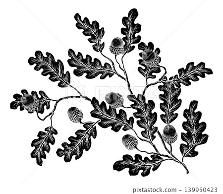 Oak Leaves Acorns Branch Vintage Engraving Style Oak Leaves Acorns Branch Vintage Engraving Style 139950423