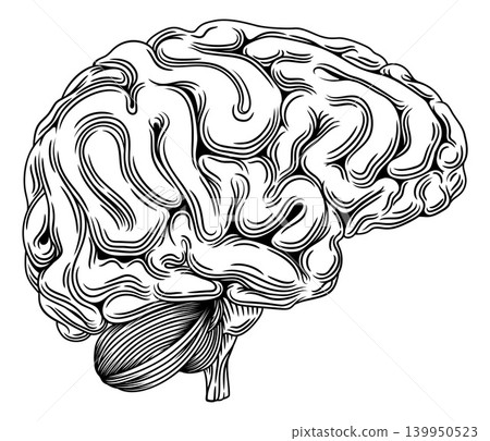 Human Brain Woodcut Vintage Drawing Illustration 139950523