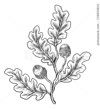 Oak Leaves Acorns Branch Vintage Engraving Style Oak Leaves Acorns Branch Vintage Engraving Style 139950641