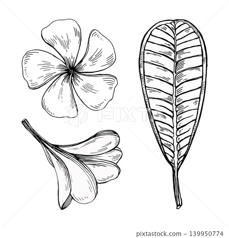 Tropical botanical elements. Hand drawn plumeria flowers and a tropical leaf. Ideal for tattoos, logos, packaging, fabric, stationery or coloring pages Tropical botanical elements. Hand drawn plumeria flowers and a tropical leaf. Ideal for tattoos, logos, packaging, fabric, stationery or coloring pages 139950774